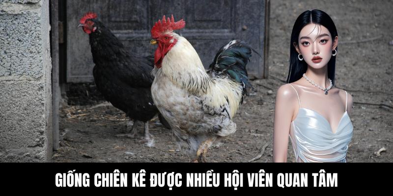 Đá Gà Thomo C2 - Trải Nghiệm Đấu Chiến Kê Cực Hấp Dẫn - hovigu Đá Gà Thomo C2 - Trải Nghiệm Đấu Chiến Kê Cực Hấp Dẫn - hovigu