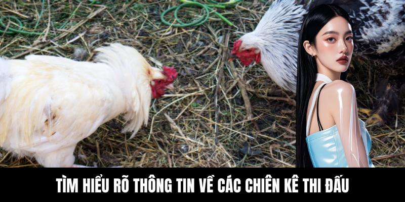 Đá Gà Thomo C2 - Trải Nghiệm Đấu Chiến Kê Cực Hấp Dẫn - hovigu Đá Gà Thomo C2 - Trải Nghiệm Đấu Chiến Kê Cực Hấp Dẫn - hovigu