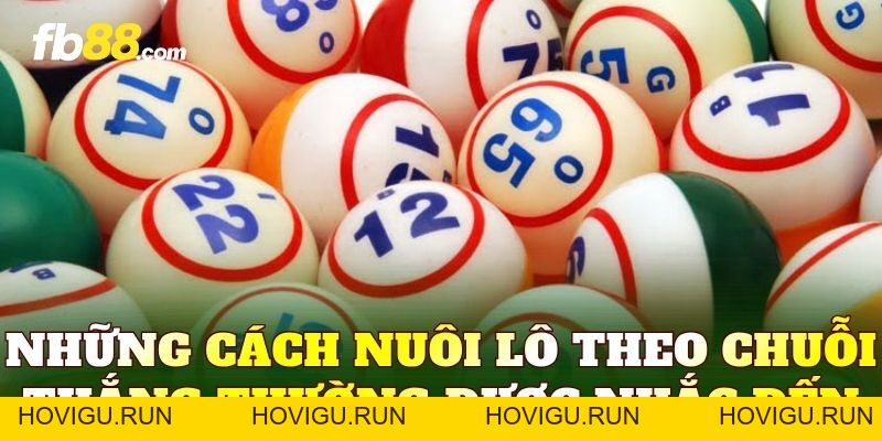 Cách Nuôi Lô Theo Chuỗi Thắng Và Kiến Thức Cần Biết - hovigu